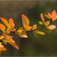 Картинка октября :: Валентин Котляров