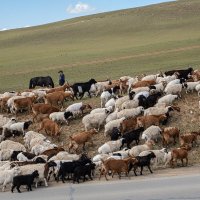 Монголия - это пастбища и стада :: Galina Монголия - это пастбища и стада :: Galina