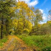 Старая аллея в Узком :: Владимир Езеров 
