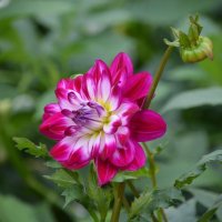 Георгин :: Татьяна Тюменка