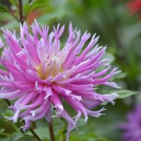 Георгин :: Татьяна Тюменка Георгин :: Татьяна Тюменка