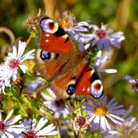 опять бабочки 6 :: Александр Прокудин опять бабочки 6 :: Александр Прокудин