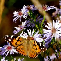 опять бабочки 8 :: Александр Прокудин опять бабочки 8 :: Александр Прокудин