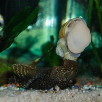 Дружбаны :: Светлана Никитина Дружбаны :: Светлана Никитина