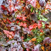 Пузыреплодник калинолистный :: Veera V