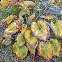 Разукрасила осень :: Валерий Иванович