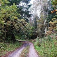 В осеннем лесу :: Рита Симонова В осеннем лесу :: Рита Симонова