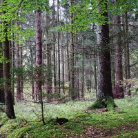 В осеннем лесу :: Рита Симонова