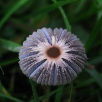 Вырос в саду :: Людмила Смородинская Вырос в саду :: Людмила Смородинская