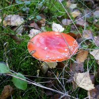 В осеннем лесу :: Рита Симонова