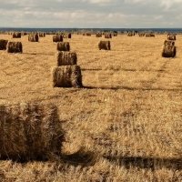 В полях :: Олег Денисов