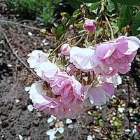 Цветы. :: Владимир Драгунский