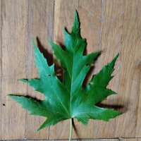 Кленовый листочек :: Дмитрий Никитин