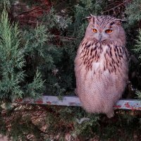 " Сафари парк " Геленджик... :: Николай Саржанов