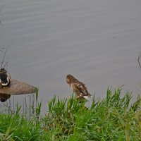 ПСКОВ, кремль. :: Виктор Осипчук