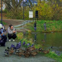 Мой город - ОСЕНЬ пруд Другунова :: Владимир Максимов Мой город - ОСЕНЬ пруд Другунова :: Владимир Максимов