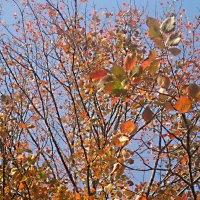 осенние мотивы :: Елена Семигина