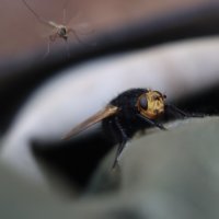 Вдруг откуда ни возьмись маленький комарик... :: Галина Ильясова