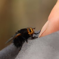 Здравствуйте :: Галина Ильясова