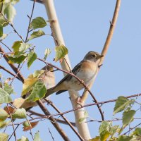 Вьюрок :: Александр 