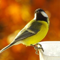 "Кто ? Я простая ?!" :: Юрий Куликов