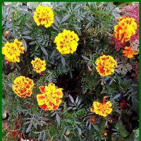 Осени прощальные цветы :: Ольга Довженко Осени прощальные цветы :: Ольга Довженко