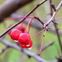 *** :: Лариса С.