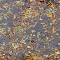 Листья в луже :: Александр Синдерёв