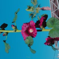 13  ОПЕН (526) :: OPEN WAYS ALL