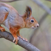 щасссс... :: Andrey Bragin щасссс... :: Andrey Bragin