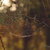 *** :: Елена Kазак (selena1965)