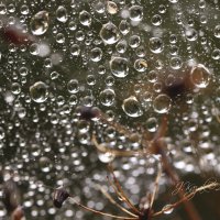 *** :: Елена Kазак (selena1965) *** :: Елена Kазак (selena1965)