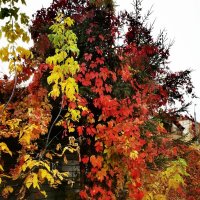 украсили ёлочку или городская живопись :: Сергей Б.