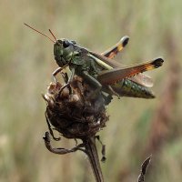 ** :: Зоя Мишина ** :: Зоя Мишина