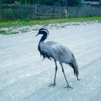 Чёрный аист :: Игорь Железный