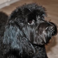 Портрет в профиль :: Светлана 