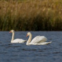 На отдыхе перед дальней дорогой. :: Sergey (Apg) На отдыхе перед дальней дорогой. :: Sergey (Apg)