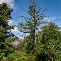 Старое дерево... :: Николай Гирш Старое дерево... :: Николай Гирш