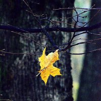 Осень, просто осень... :: Дмитрий