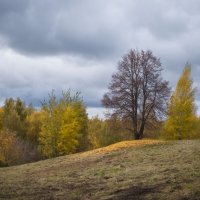 Дерево :: Олег Дорошенко Дерево :: Олег Дорошенко