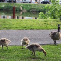 Под присмотром :: Валерий Готлиб
