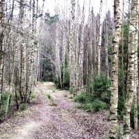 осенняя дорога :: Владимир 