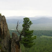 Скальная сосна :: Игорь Железный