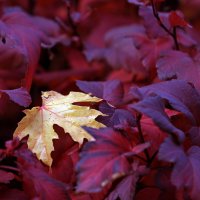 17 октября :: Михаил Бибичков