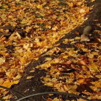 белкин урожай :: sv.kaschuk 