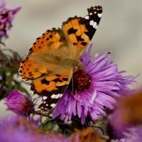 опять бабочки 14 :: Александр Прокудин