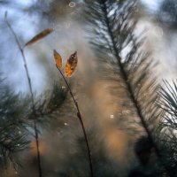 осенние зарисовки... :: Natali-C C