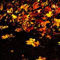 Осень 4 :: Алексей Кузнецов