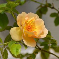 Роза :: Татьяна Тюменка