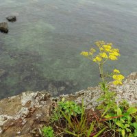Скала, цветы, море :: Лидия Бусурина